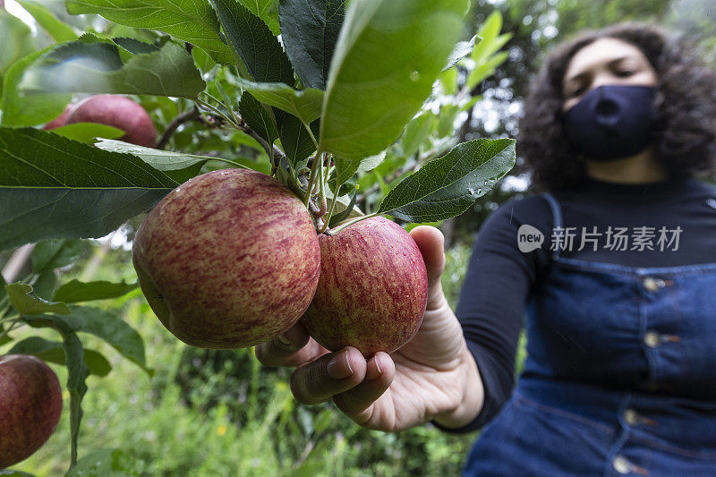 在山区带着面具在种植园里摘苹果的卷发女人