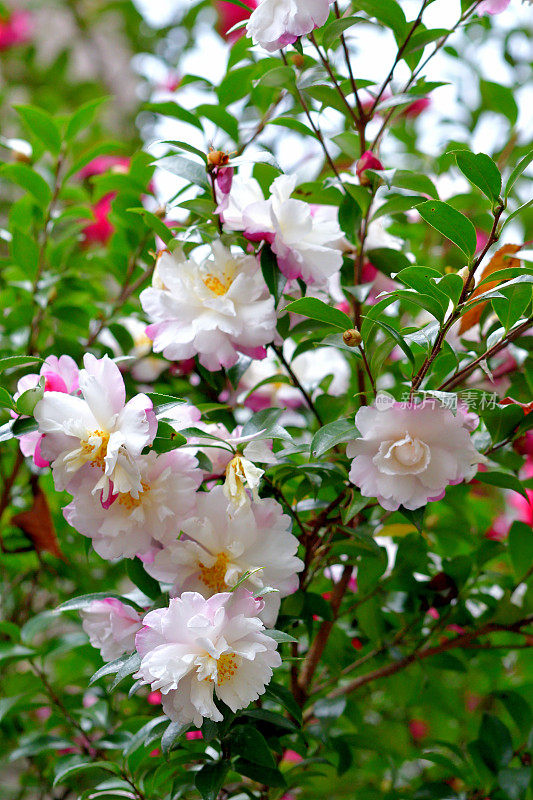 山茶花(重瓣)