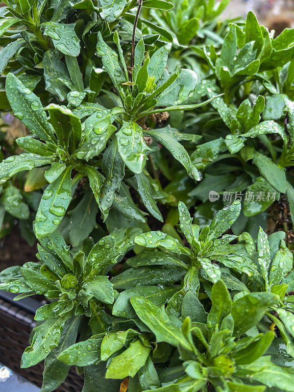 被雨滴覆盖的绿色花园植物。