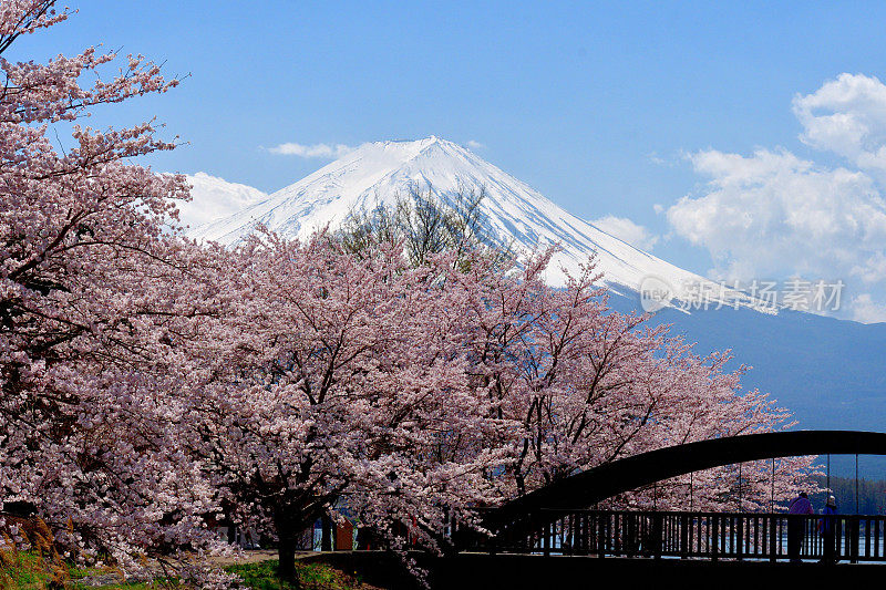 从川口湖岸边看富士山和樱花