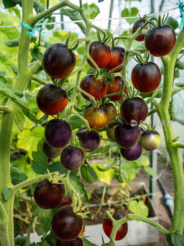 成熟的紫色西红柿长在树枝上