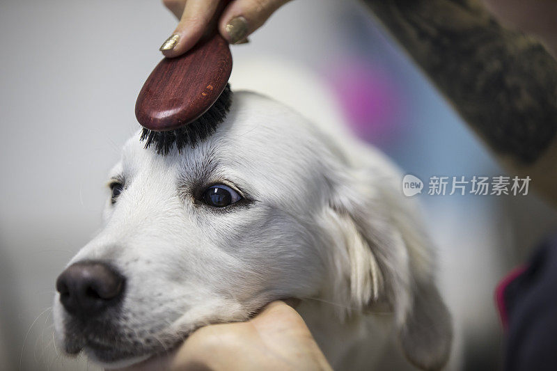 宠物美容师给狗梳头的特写