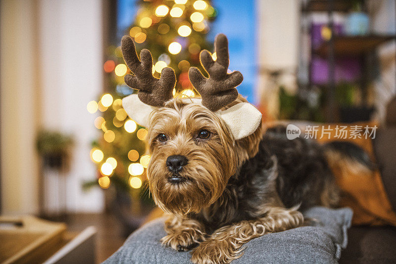 可爱的小狗戴着驯鹿的鹿角过圣诞节。