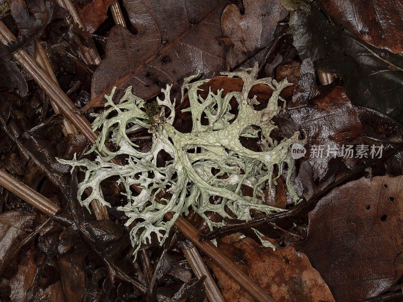 叶床上的橡树苔藓。