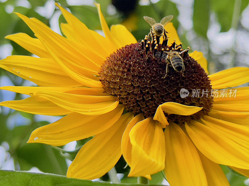 两只蜜蜂的向日葵