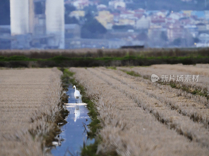 稻田上的苍鹭