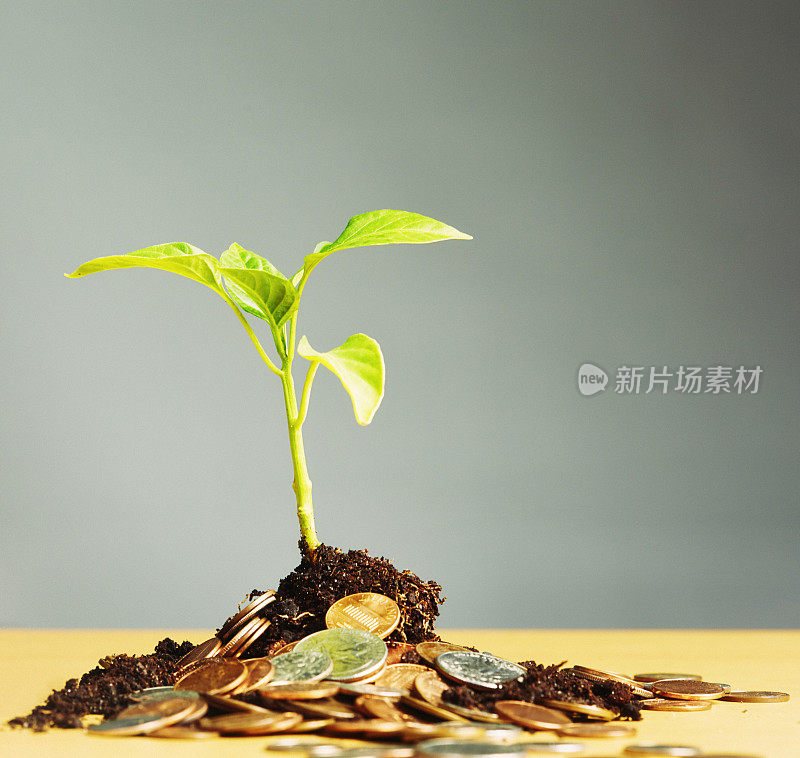 新鲜的绿色幼苗从一堆泥土和美元硬币中生长出来:投资回报