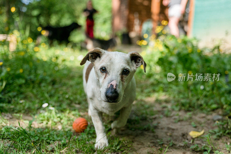 狗狗探索绿色自然