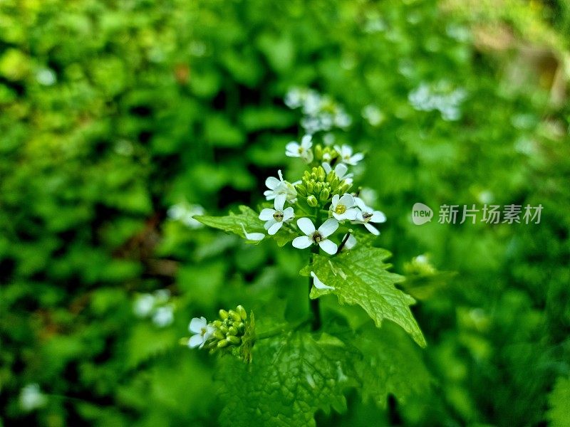 蒜芥(蒜芥)