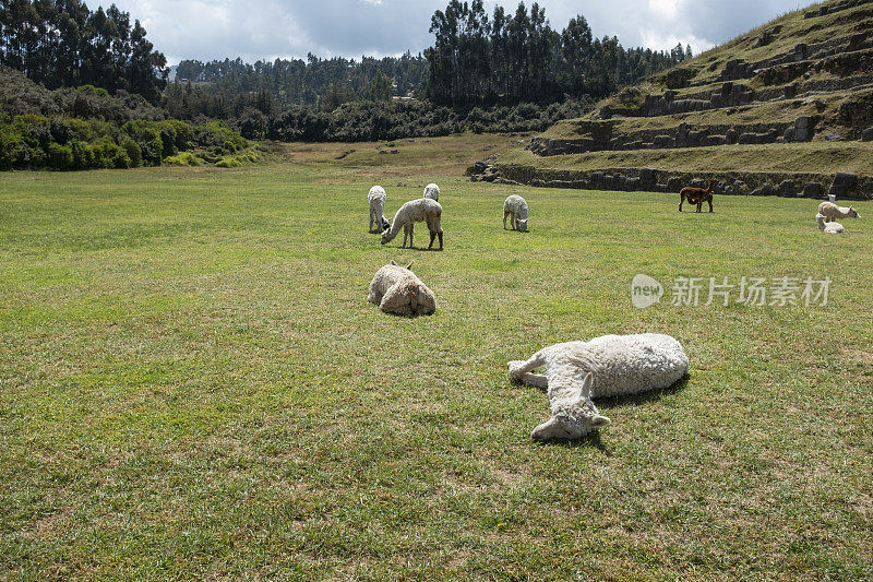 秘鲁萨克赛瓦曼的大羊驼和羊驼