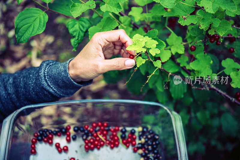 女性的双手收获红醋栗和黑醋栗