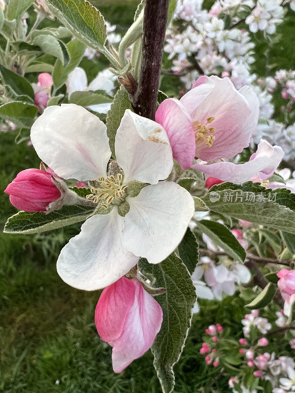 苹果花闭合