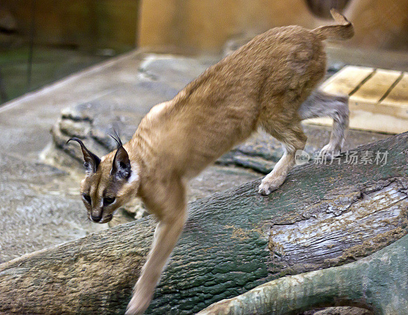 Caracal行尸走肉