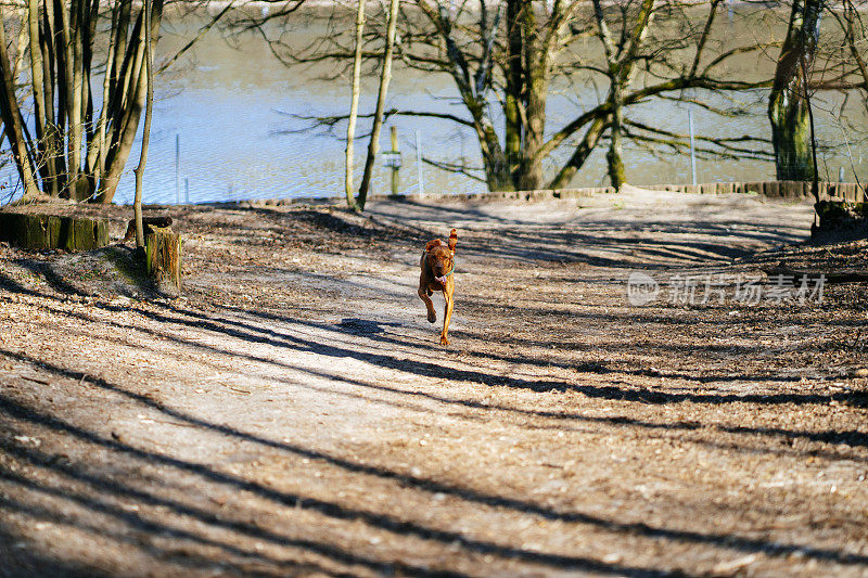 在森林里，运动和快速的狗跑向摄像机