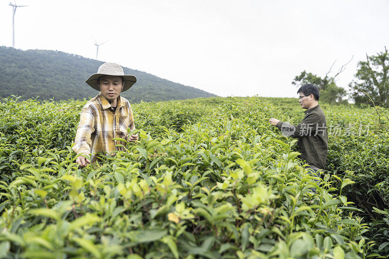 两个男性农民在一个有机茶园采茶