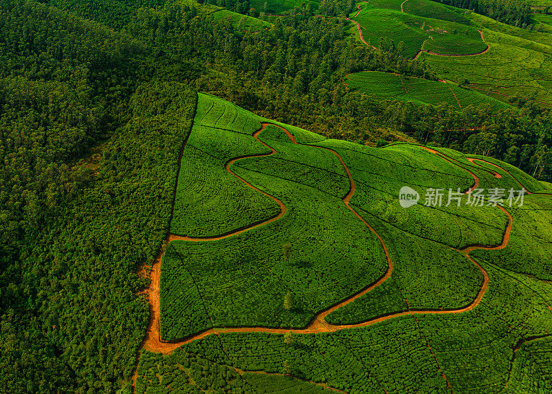 无人机拍摄的斯里兰卡努瓦拉埃利亚的茶园