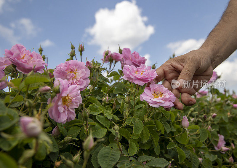 土耳其伊斯帕塔Guneykent山谷玫瑰田里采摘玫瑰的手的特写