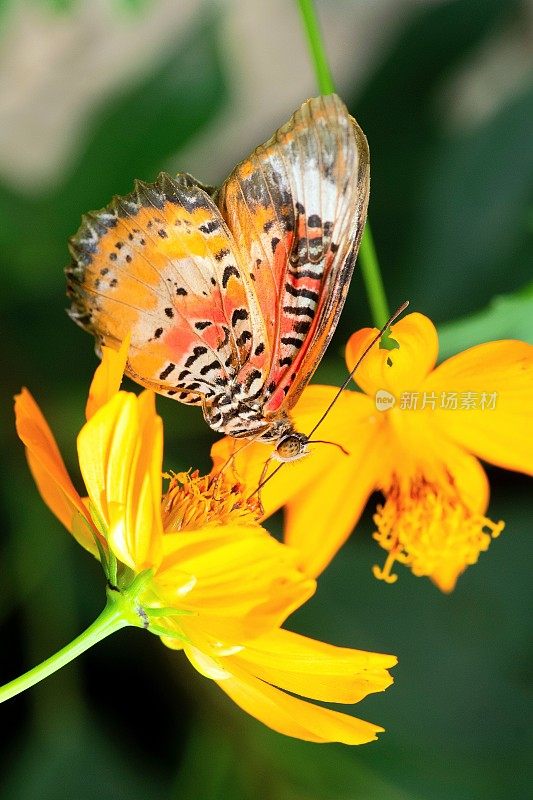 蝴蝶喝花汁——动物行为。
