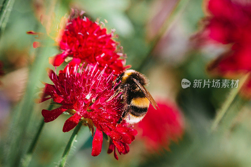 大黄蜂在花园里给花授粉的特写