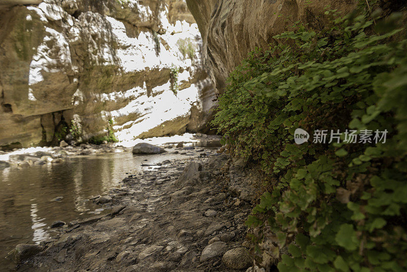 银线蕨在石灰岩峡谷墙与小溪和悬崖面在背景