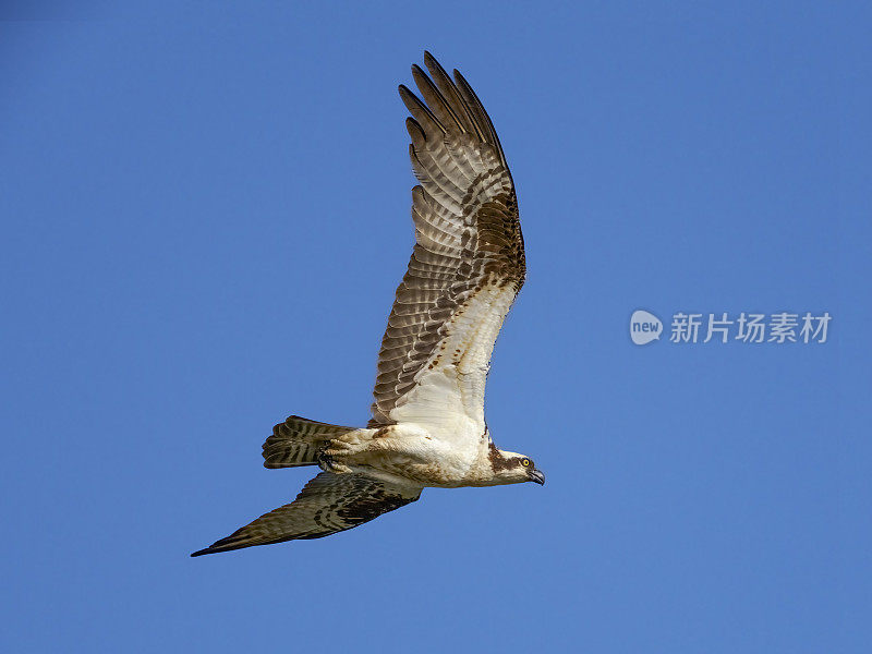 鱼鹰飞过俄勒冈州蓝天背景