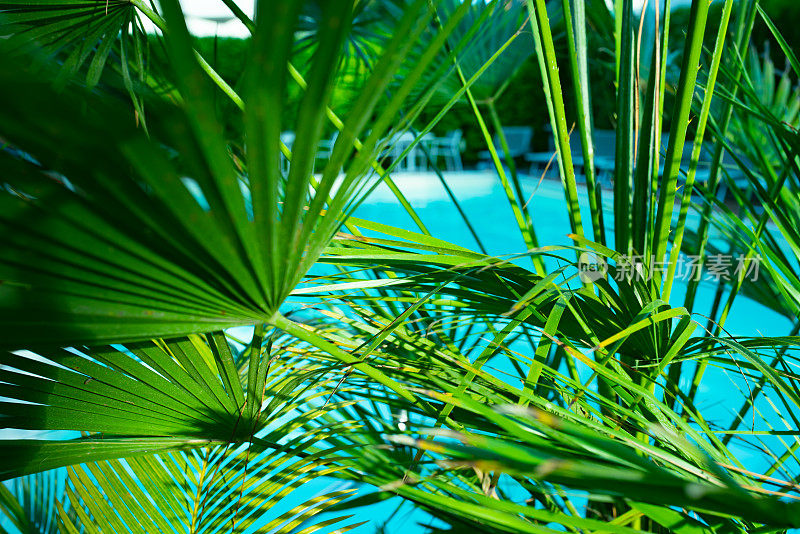 蓝色的海水和棕榈树