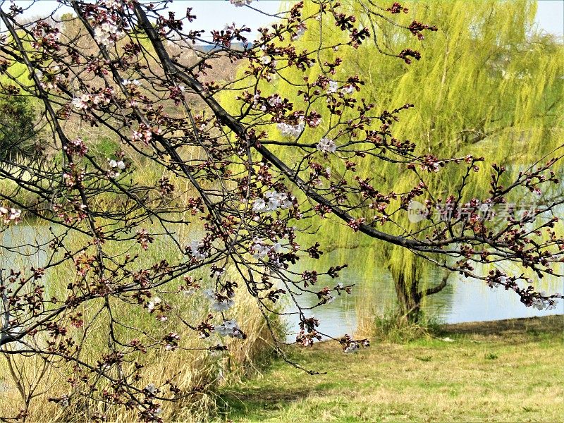 日本。3月底。池塘上方，樱花的枝头开始绽放，周围是垂柳。