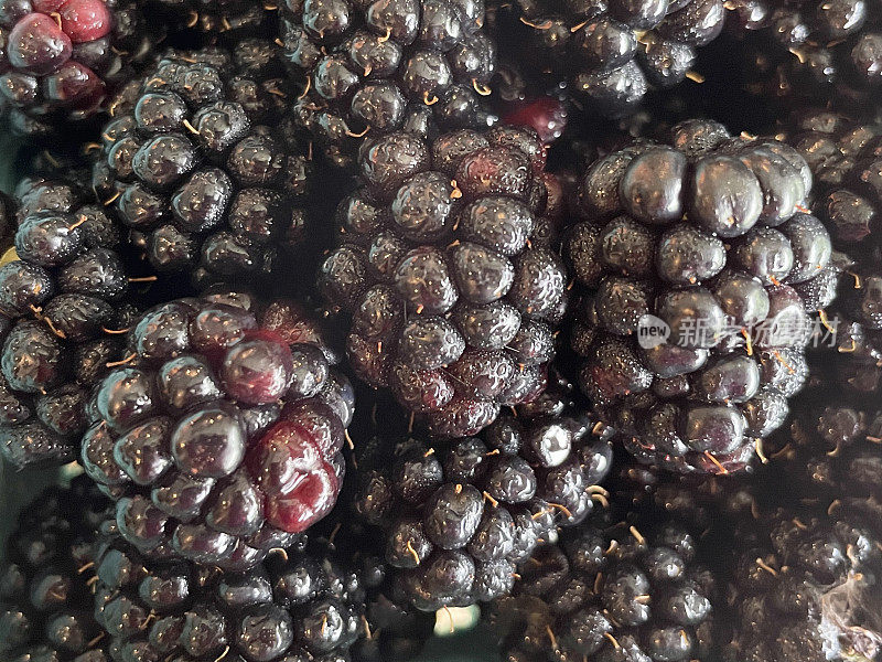 新鲜黑莓