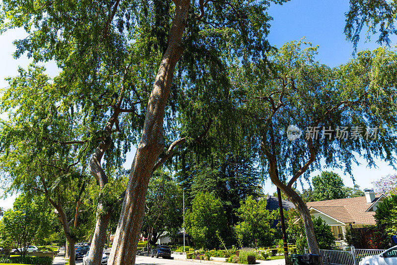 加州洛杉矶外一个老郊区社区的绿色植物
