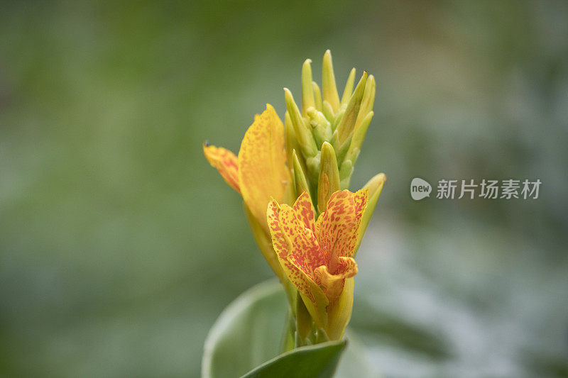 黄色开花美人蕉植物