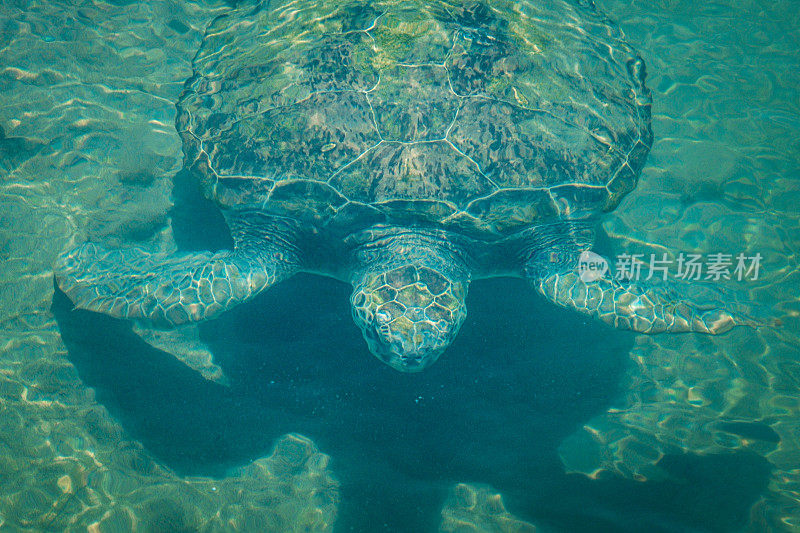 海龟在水面附近，咔嗒咔嗒
