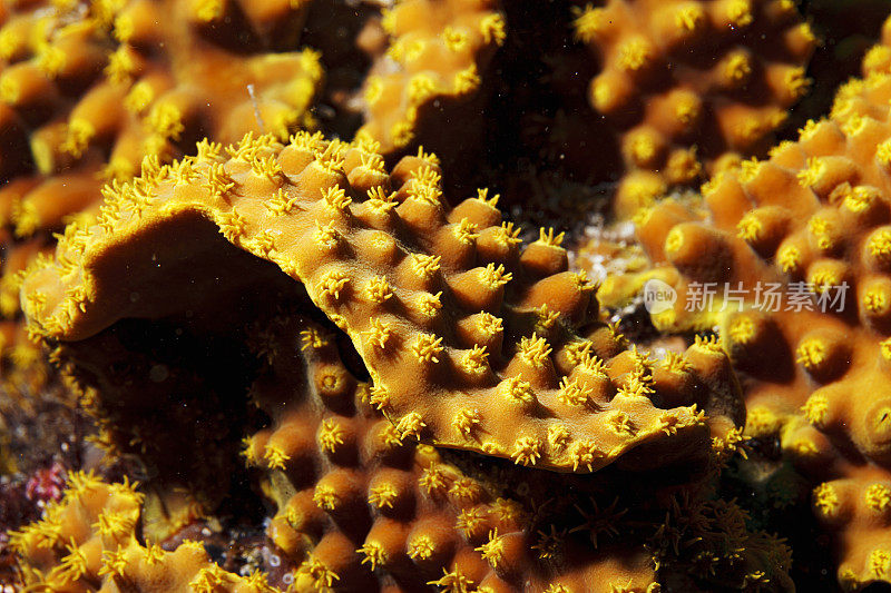 沙拉珊瑚。海洋生物宏观，特写。软珊瑚礁水下照片水肺潜水员的观点红海