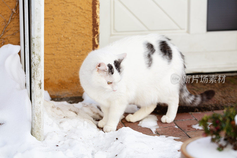 有黑斑的白猫站在雪地里