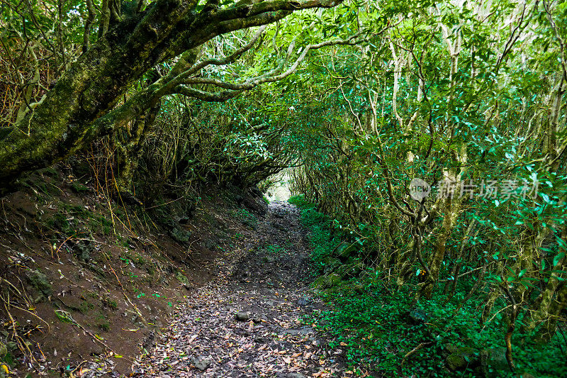 亚速尔群岛格拉西奥萨岛的一条徒步小径穿过树林