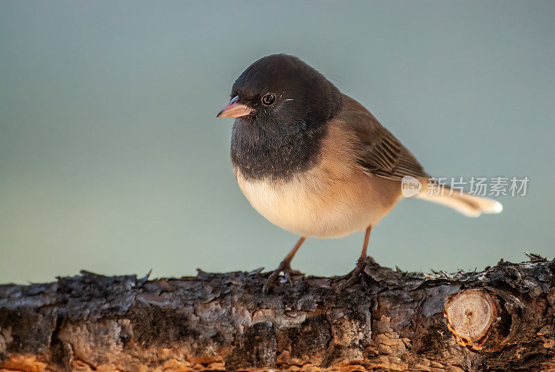 黑眼Junco