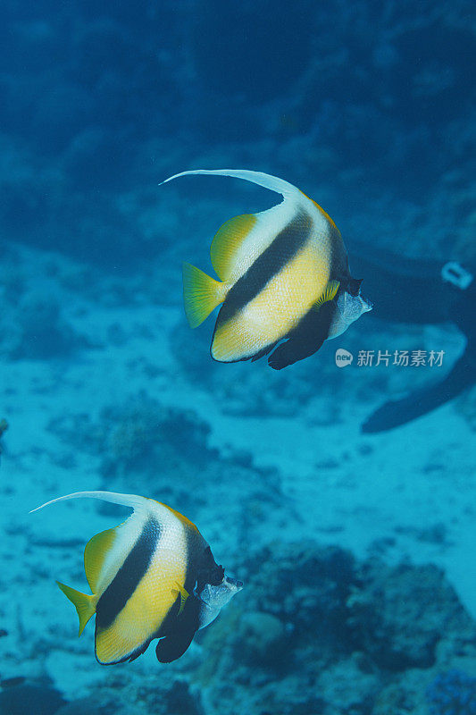 红海旗鱼鱼水下海洋生物珊瑚礁水下照片水肺潜水员观点