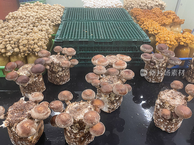 室内种植的日本蘑菇
