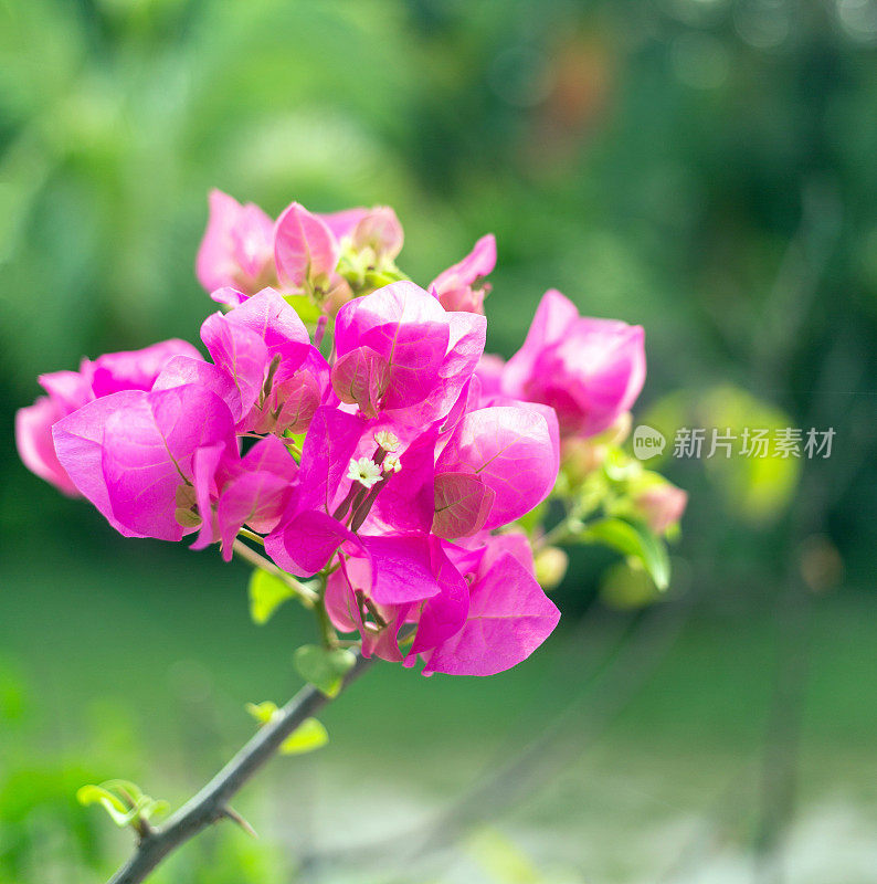 粉红色的三角梅花是美丽盛开的花绿叶背景。粉红色的三角梅花和自然生机盎然