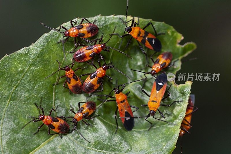叶类动物行为的蚜虫群落研究。