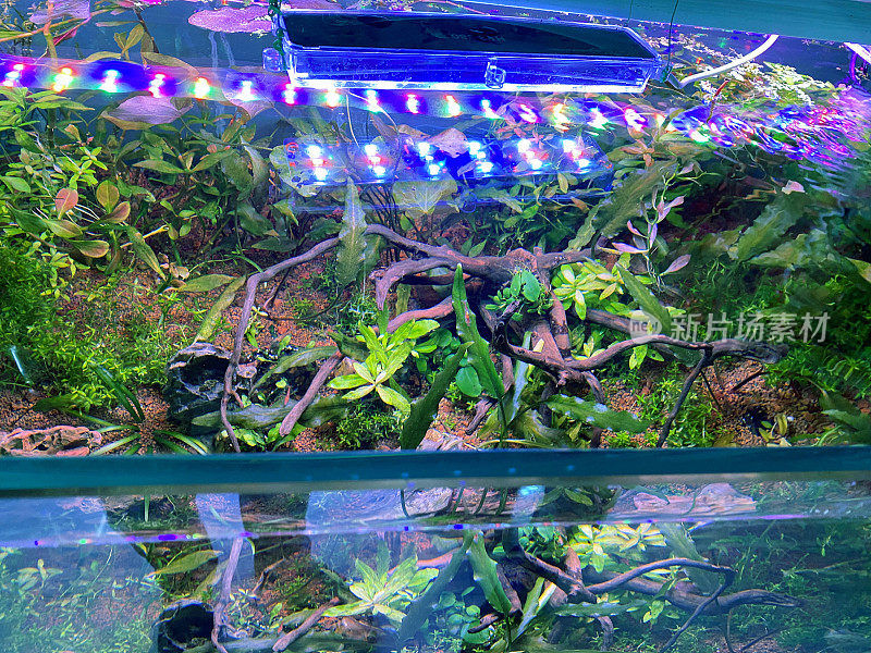 热带水族馆鱼缸与活的水生植物和博格林的全帧图像，水景室内玻璃鱼缸，高架视图