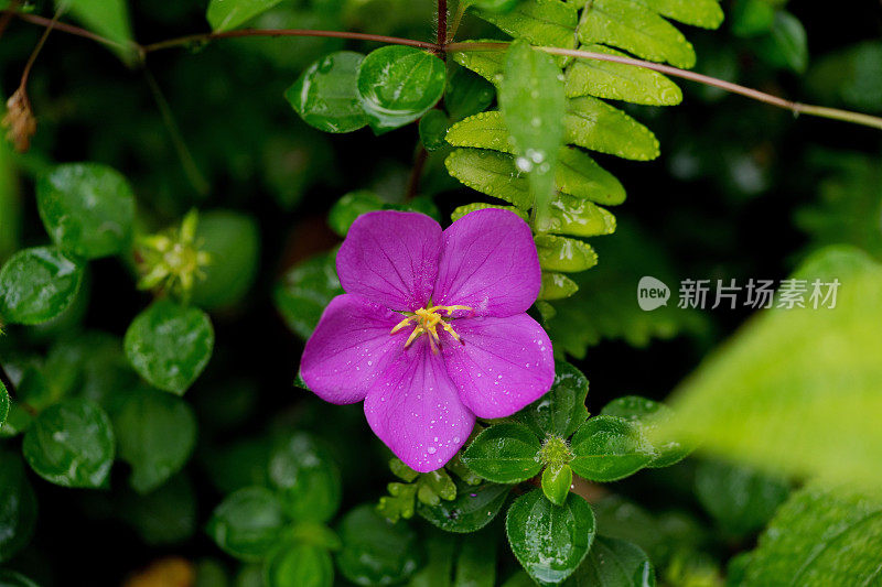 郁郁葱葱的绿色植物在热带丛林森林马来西亚槟城岛