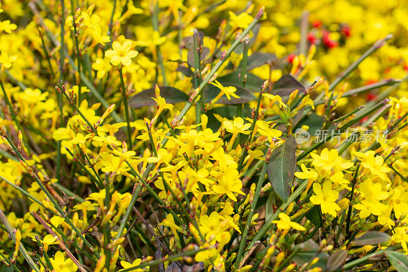 白花茉莉，冬茉莉