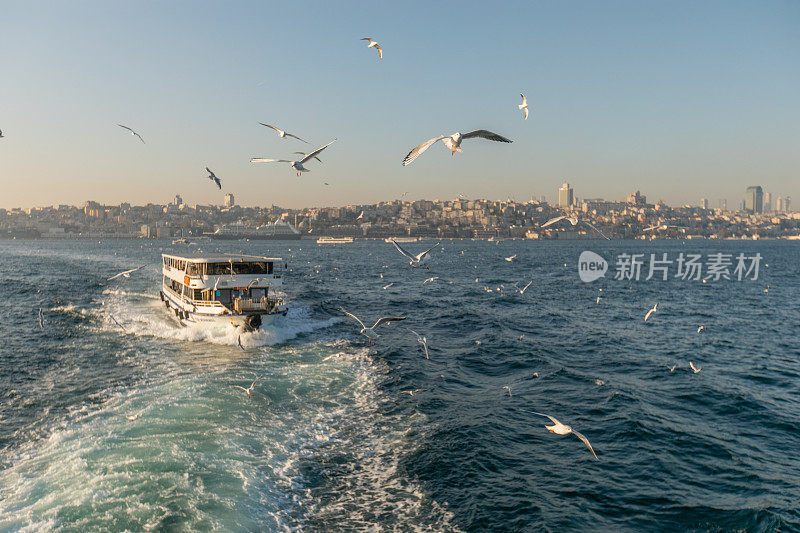 海鸥在海面上伊斯坦布尔的天际线前飞翔