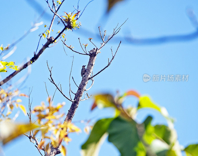 红顶啄木鸟跳上树干，圣胡安娜保护区，哥斯达黎加