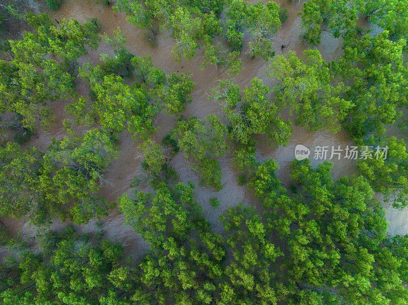 湄公河三角洲沿岸冲积红树林，上庄省