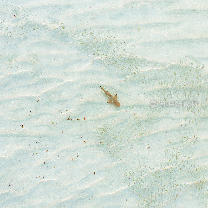 小鲨鱼在鱼群中游泳的鸟瞰图