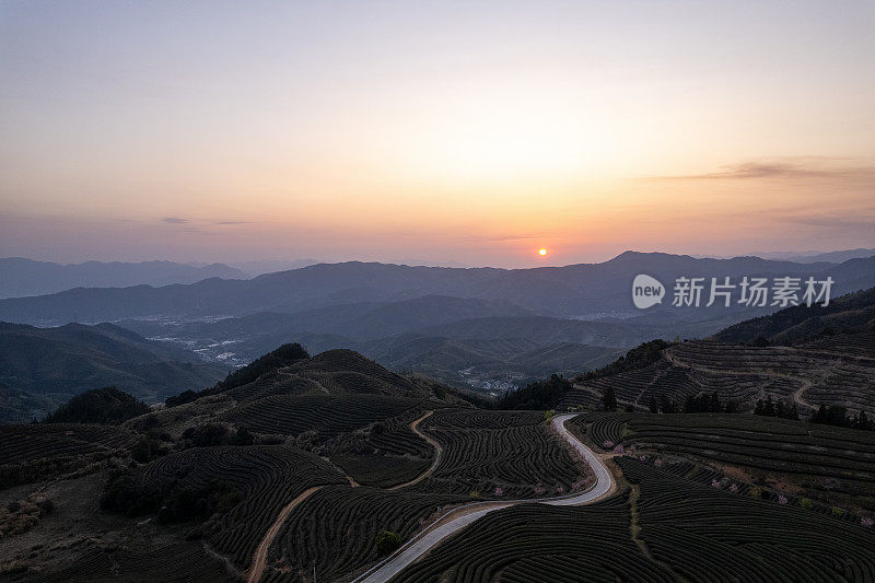 夕阳下的茶园