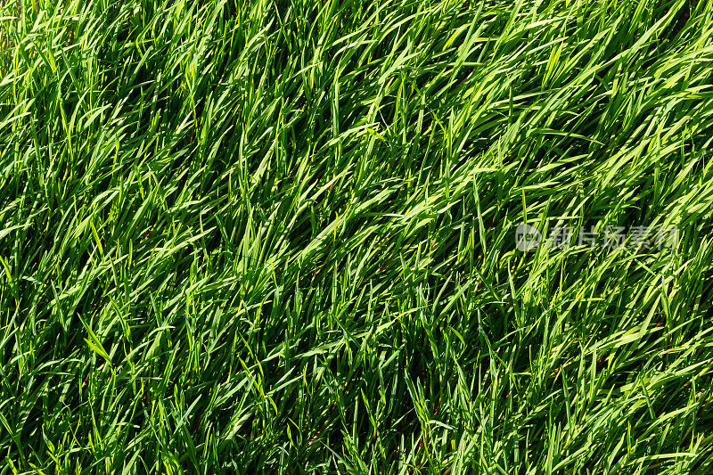 草坪上的绿草纹理。美丽的绿色背景在高质量