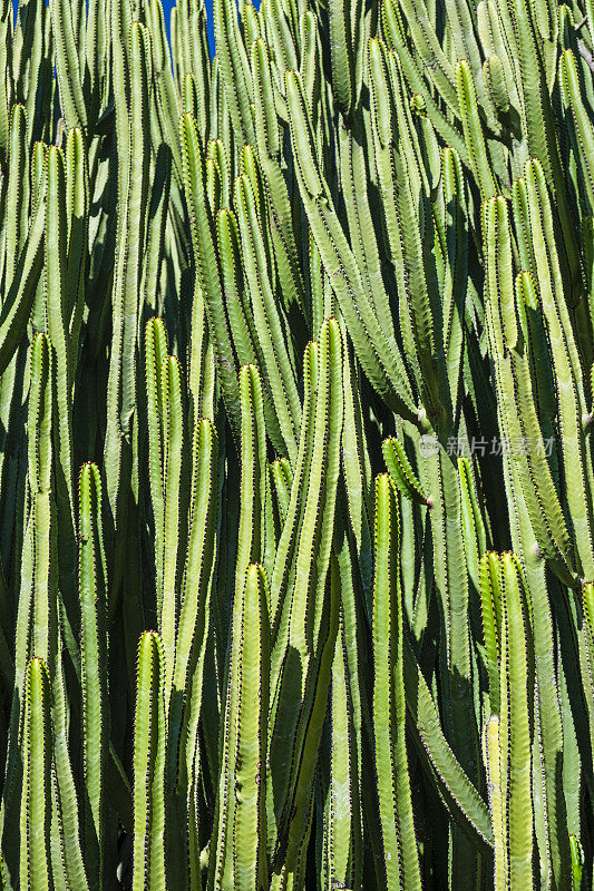 大戟属植物canariensis