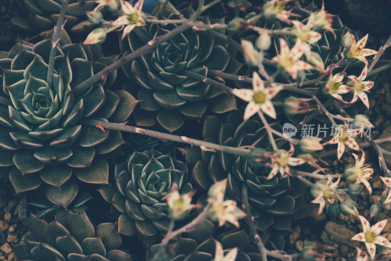 肉质植物,echeveria